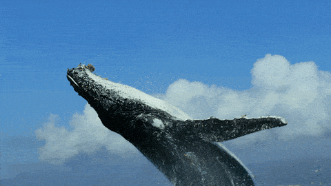 veľryba skáčuca vo vode