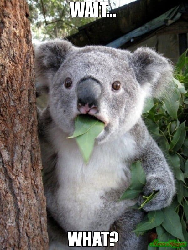 prekvapená koala