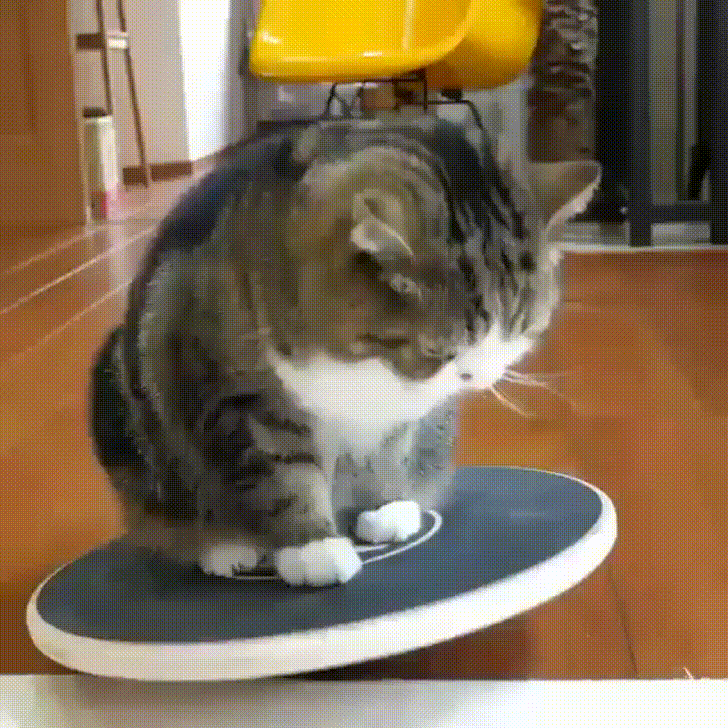 mačka udržiavajúca balans