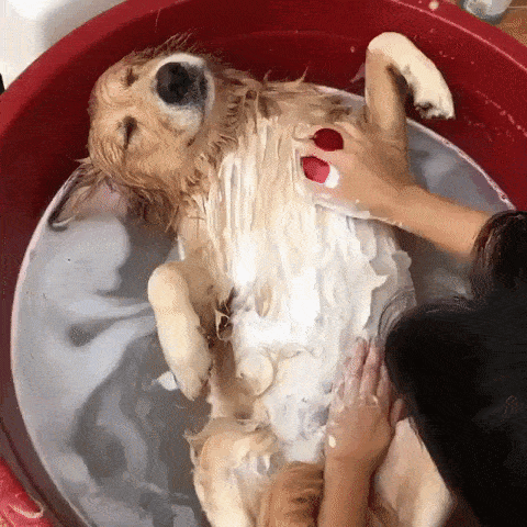 pes užívajúci si kúpeľ